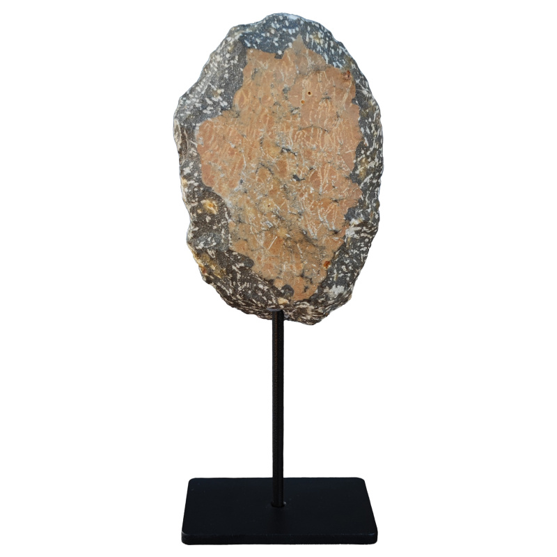 Fossilized Trilobite XL gepresenteerd op zwarte metalen