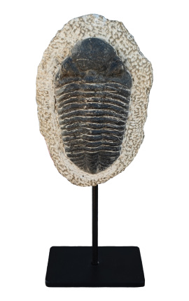 Fossiliert trilobitt XL presentert på ein svart metallbase