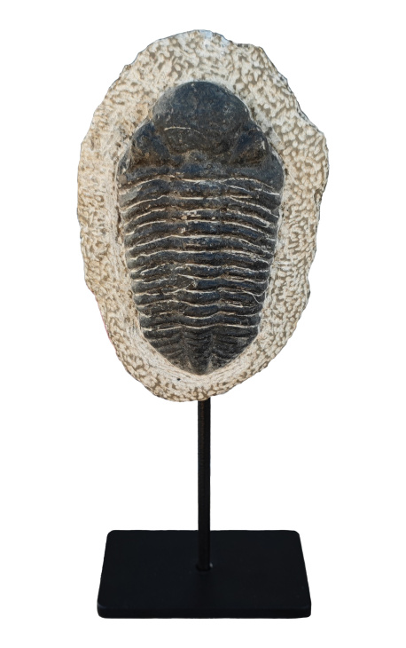 Fossiliert trilobitt XL presentert på ein svart metallbase