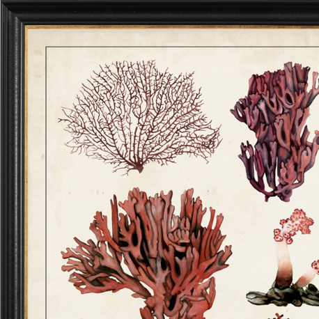 Antique Coral Specimen Print - Capricorn Press