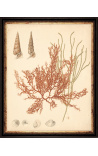 Rectangular color engraving "Coral Archive" - Model 1