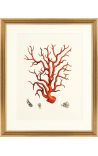 Rectangular engraving with coral and golden frame - 50 cm x 40 cm - Model 2