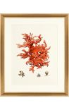 Rectangular engraving with coral and golden frame - 50 cm x 40 cm - Model 4