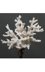 Coral mounted on wooden pedestal