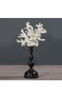 Coral mounted on wooden pedestal