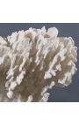 Coral Stylophora Pistillata obrovská biela na drevenom podstavci