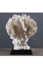 Coral Stylophora Pistillata giant white mounted on wooden base