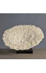 Large coral Acropora Hyacintus mounted on wooden base