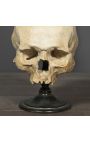 Human skull "Memento Mori" presented on wooden base