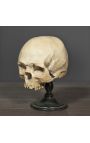 Human skull "Memento Mori" presented on wooden base