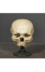 Human skull "Memento Mori" presented on wooden base