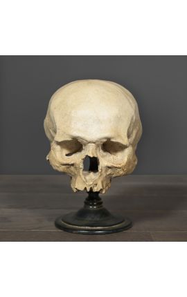 Human skull "Memento Mori" presented on wooden base