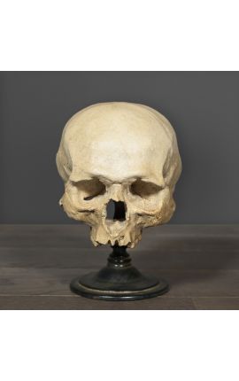 Teschio umano "Memento Mori" presentato su base di legno