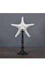 Sea star "Protoreaster Nodosus" mounted on a black wooden base