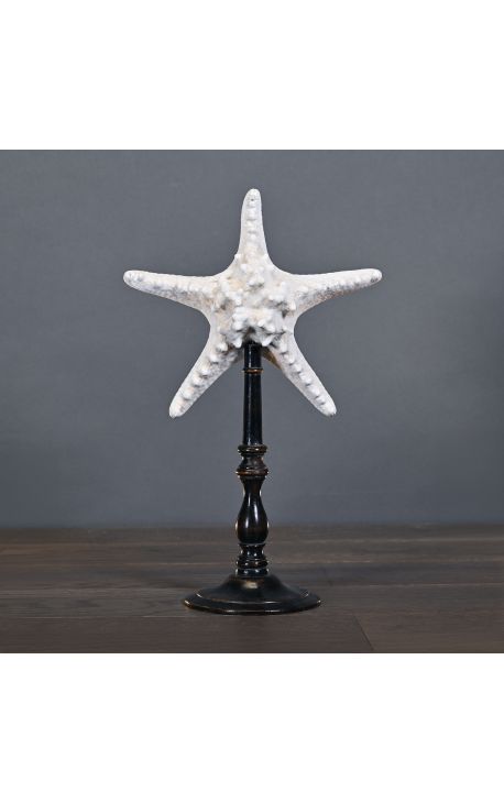 Sea star "Protoreaster Nodosus" mounted on a black wooden base