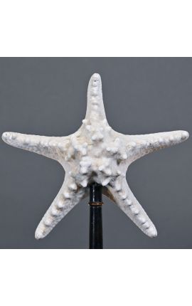 Estrella del mar &quot;Protoreaster Nodosus&quot; montado en una base de madera negra