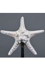 Sea star "Protoreaster Nodosus" mounted on a black wooden base