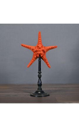 Sea star "Protoreaster Nodosus" red mounted on a black wooden base