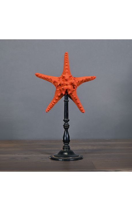 Sea star "Protoreaster Nodosus" red mounted on a black wooden base