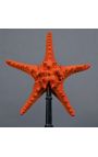 Sea star "Protoreaster Nodosus" red mounted on a black wooden base