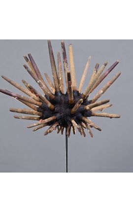 Pencil urchin su base metallica nera