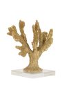 Corail Stylophora Pistillata gold on a transparent crystal base