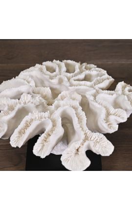 Large Coral Flower mounted on a black matt wood base