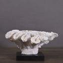 Large Coral Flower mounted on a black matt wood base