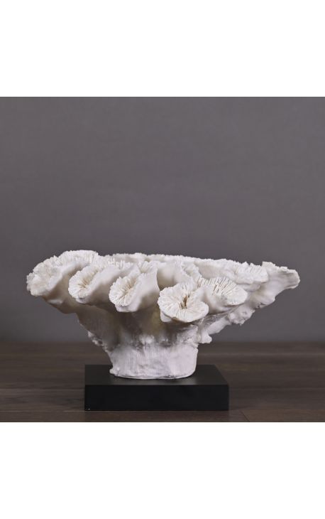 Large Coral Flower mounted on a black matt wood base